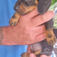 Dachshund (Standard & Miniature) - Both