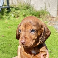 Dachshund (Standard & Miniature) - Dogs