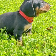 Dachshund (Standard & Miniature) - Dogs