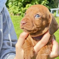 Dachshund (Standard & Miniature) - Dogs