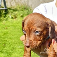 Dachshund (Standard & Miniature) - Dogs