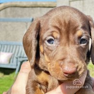 Dachshund (Standard & Miniature) - Dogs