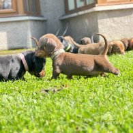 Dachshund (Standard & Miniature) - Dogs