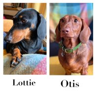 Dachshund (Standard & Miniature) - Dogs