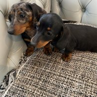 Dachshund (Standard & Miniature) - Both