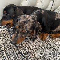 Dachshund (Standard & Miniature) - Both