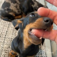 Dachshund (Standard & Miniature) - Both