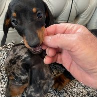 Dachshund (Standard & Miniature) - Both