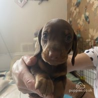 Dachshund (Standard & Miniature) - Dogs