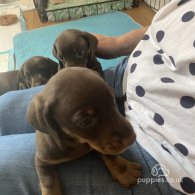 Dachshund (Standard & Miniature) - Dogs