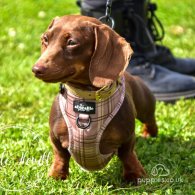 Dachshund (Standard & Miniature)