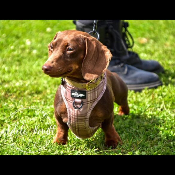 Dachshund (Standard &amp; Miniature)