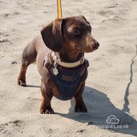 Dachshund (Standard & Miniature)