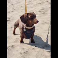 Dachshund (Standard &amp; Miniature)