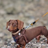 Dachshund (Standard & Miniature)