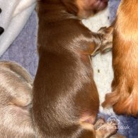 Dachshund (Standard & Miniature) - Both