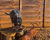 Dachshund (Smooth Haired)