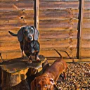 Dachshund (Smooth Haired)