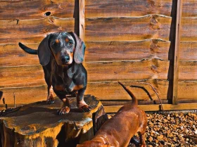 Dachshund (Smooth Haired)