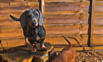Dachshund (Smooth Haired)