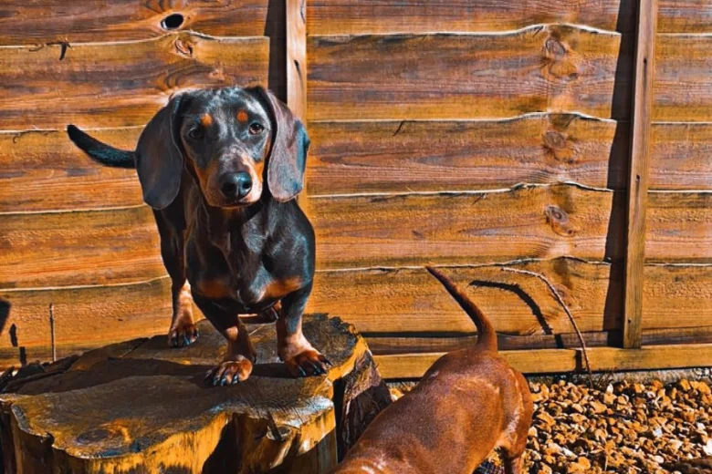 Dachshund (Smooth Haired)
