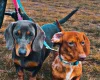 Dachshund (Smooth Haired)