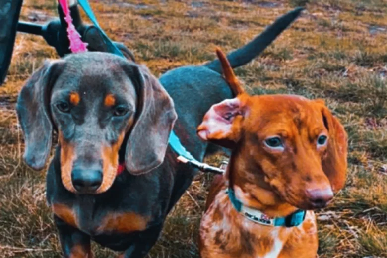 Dachshund (Smooth Haired)
