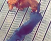Dachshund (Smooth Haired)
