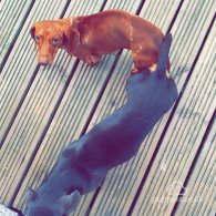 Dachshund (Standard & Miniature)