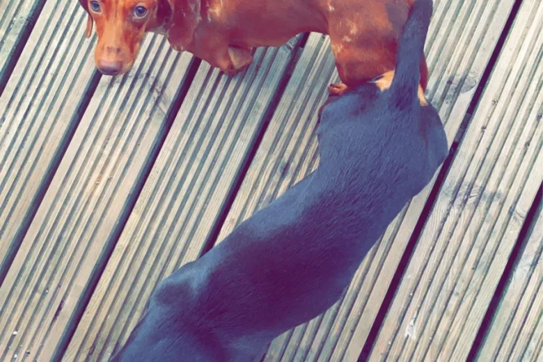 Dachshund (Smooth Haired)