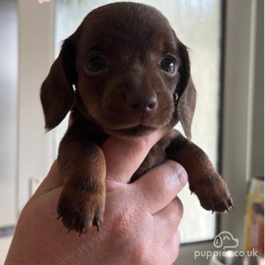 Dachshund (Standard & Miniature) - Both