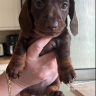 Dachshund (Standard & Miniature) - Both