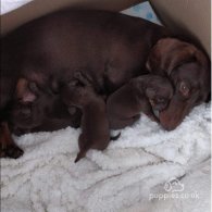 Dachshund (Standard & Miniature) - Both