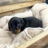 Dachshund (Standard & Miniature) - Both