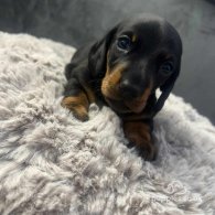 Dachshund (Standard & Miniature) - Both