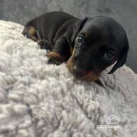 Dachshund (Standard & Miniature) - Both