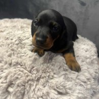 Dachshund (Standard & Miniature) - Both