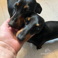 Dachshund (Standard & Miniature) - Both