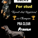 Dachshund (Smooth Haired)