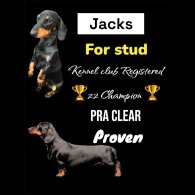 Dachshund (Smooth Haired)