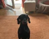Dachshund (Smooth Haired)