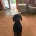 Dachshund (Smooth Haired)