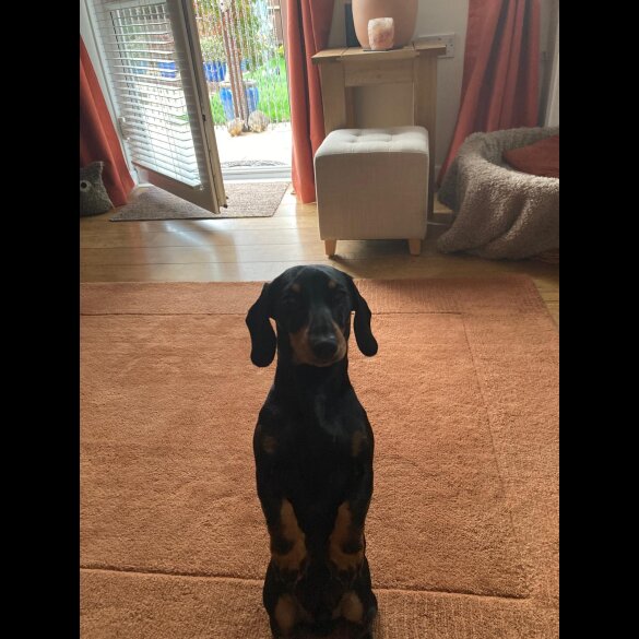 Dachshund (Smooth Haired)