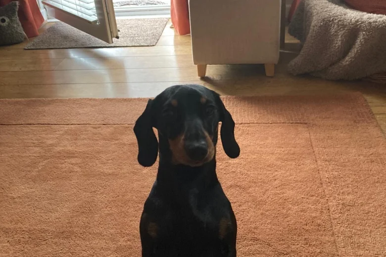 Dachshund (Smooth Haired)