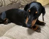 Dachshund (Smooth Haired)