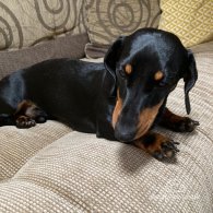 Dachshund (Standard & Miniature)