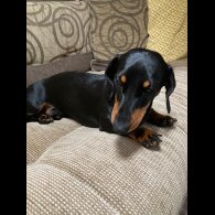 Dachshund (Smooth Haired)