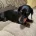 Dachshund (Smooth Haired)