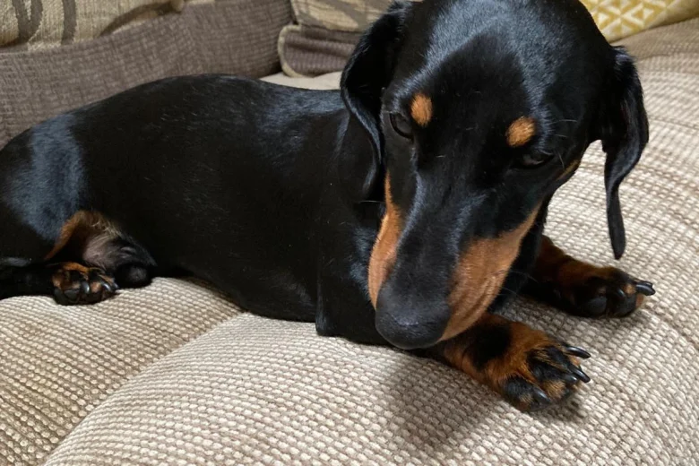 Dachshund (Smooth Haired)