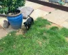 Dachshund (Smooth Haired)